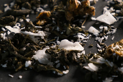 High angle view of white leaves on ground