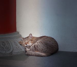 Portrait of a cat sitting on wall