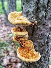 Close-up of mushrooms growing on tree trunk