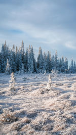 Frozen trees on field against sky