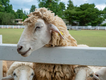 Close-up of a sheep in field