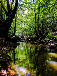 Scenic view of lake amidst trees in forest