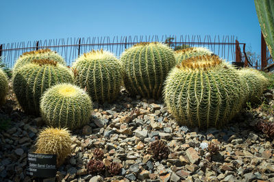 Cactus growing in the background