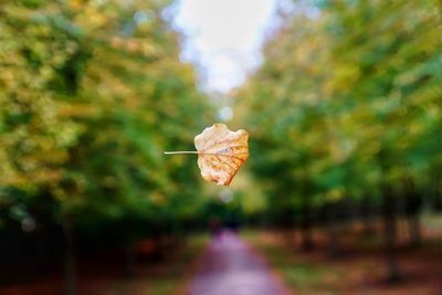 Close-up of dry autumn leaf on land