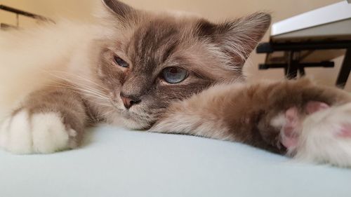 Close-up portrait of cat lying down