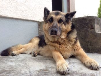 Close-up of dog looking away