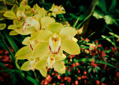 Close-up of yellow flower