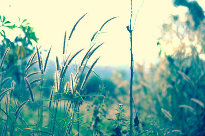 Close-up of plants on field against sky