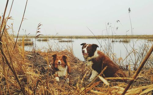 Dog in lake against clear sky