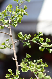 Close-up of plant