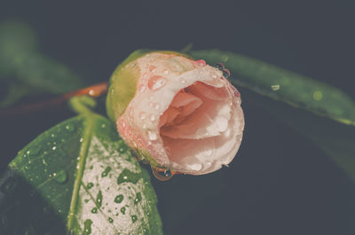Close-up of water drops on rose