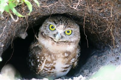 Close-up portrait of owl