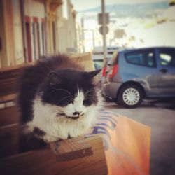Close-up portrait of cat