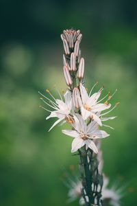 Close-up of flowers blooming outdoors