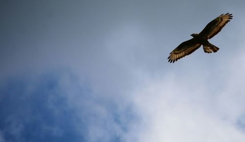 Low angle view of birds flying in sky