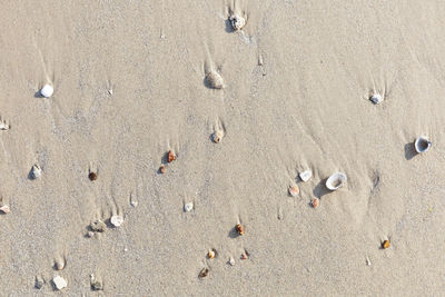 High angle view of seashells on beach