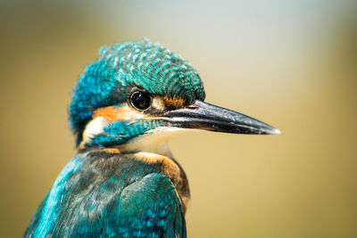 Close-up of a peacock