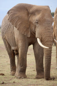 Elephant on field