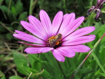 Close-up of insect on pink flower