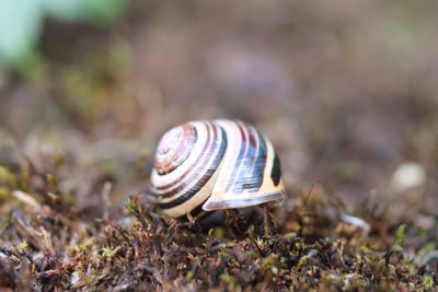 Close-up of snail