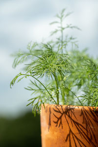 Close-up of plant against sky