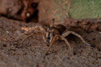 Close-up of spider