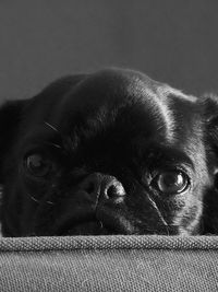 Close-up portrait of a dog