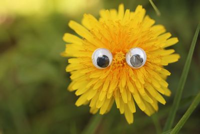 Close-up of yellow flower