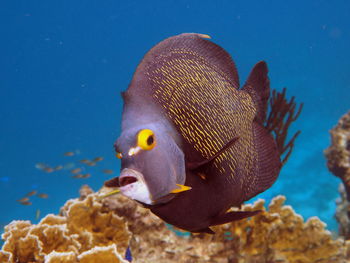 Close-up of fish swimming in sea