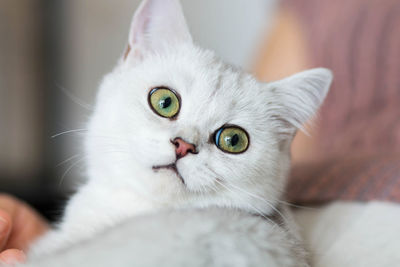 A pet cat looking at the camera