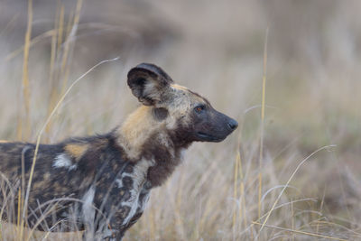 Close-up of a dog looking away