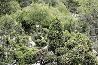 Plants and trees in forest