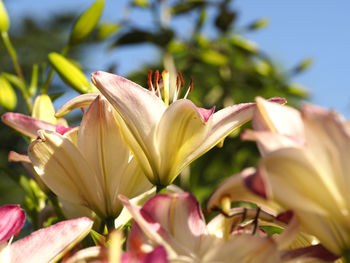 Close-up of pink flowers