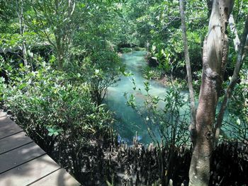 Scenic view of lake in forest