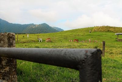 Scenic view of grassy field against sky