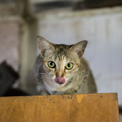 Close-up portrait of cat by wall