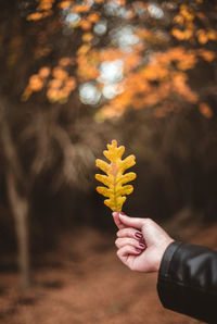 Close-up of hand holding yellow flower