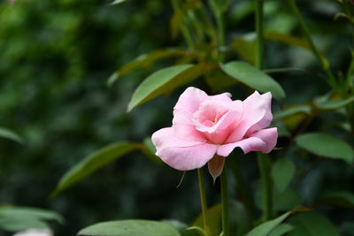 Close-up of pink flowering plant