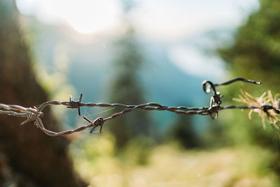 Close-up of barbed wire on plant