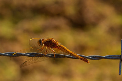 Close-up of dragonfly on twig