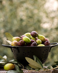 Close-up of fruits in container