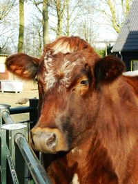 Close-up of cow by railing