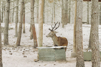 A stag deer is drinking water in forest