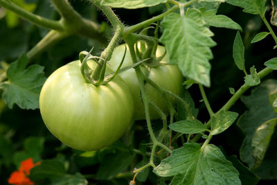 Close-up of fruit growing on plant