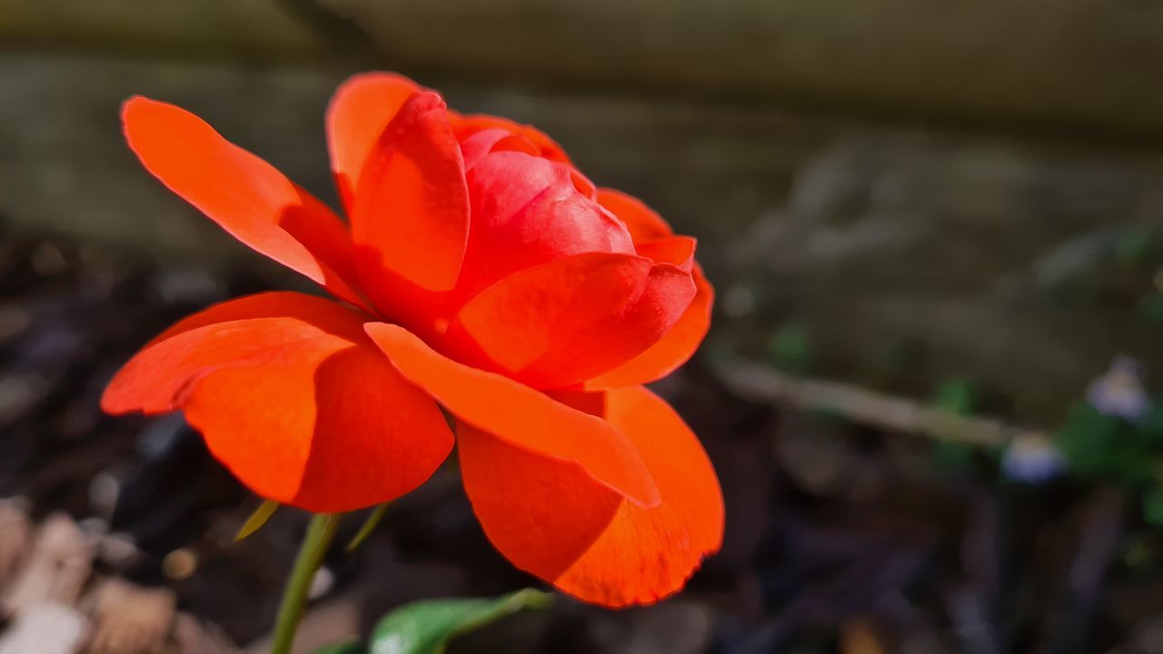 CLOSE-UP OF ORANGE RED FLOWER