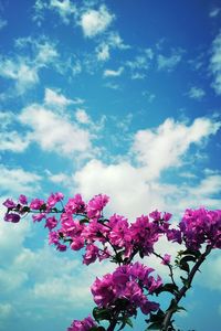 Low angle view of pink flower tree against sky