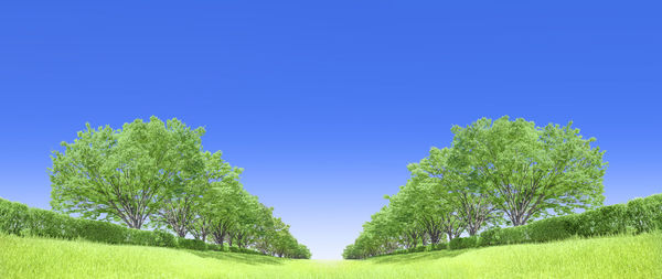 Trees on field against clear blue sky