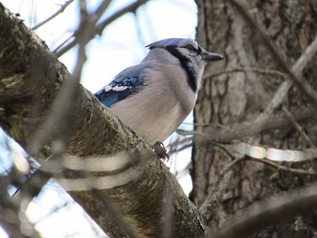 Close-up of bird perching on tree