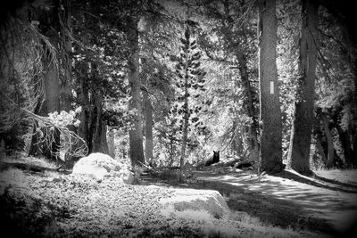 Trees in forest