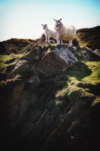 View of trees against clear sky
